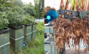 WAITRO Innovation Award 2020 Winners Interview: Project Details, Challenges, Learnings and Expectations – INECOL & TISTR » WAITRO